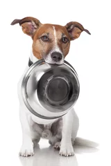 Selbstklebende Fototapete Lustiger Hund hungriger Hundefutternapf