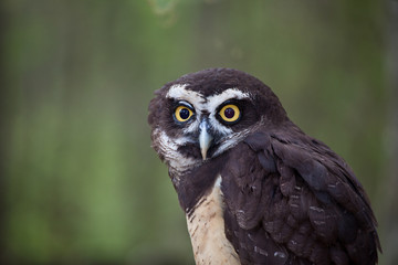 Spectacled Owl