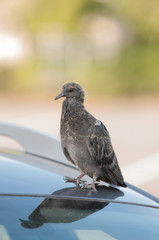Young Pigeon on a Car