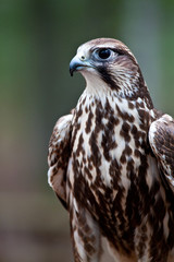 Falcon Searching for Prey