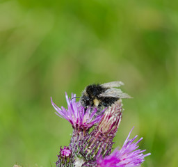 Impollinazione