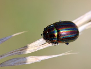 Regenbogen-Blattkäfer (Chrysolina cerealis)