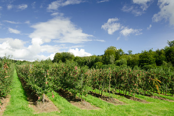 Fototapeta na wymiar Apple Orchard w Szwecji