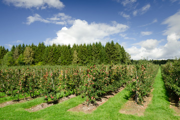 Fototapeta na wymiar Szwedzki Apple Orchard w czasie żniw