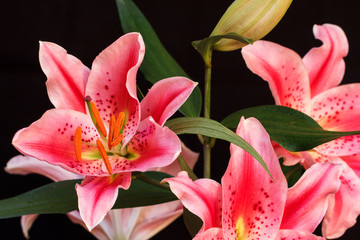 Obraz premium Lily flower