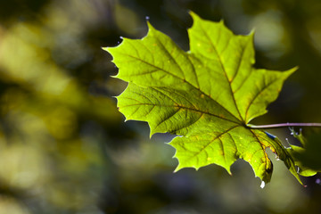 green maple leaf