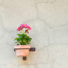 Flowers in flowerpot on wall