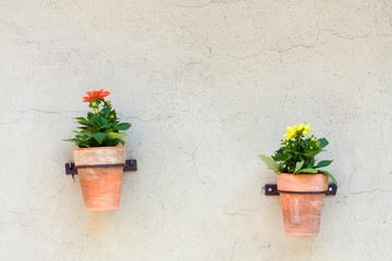 Fototapeta na wymiar Kwiaty w doniczce na ścianie
