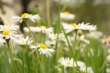 Fototapeta premium Daisy