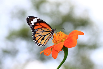 Monarch Butterfly on a Mexican Sunflower in garden