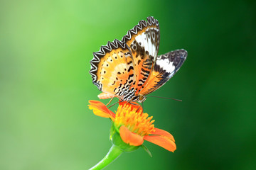Monarch Butterfly on a Mexican Sunflower in garden