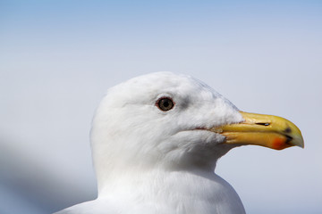 Seagull Profile Close Center