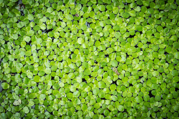 Duckweed on the water
