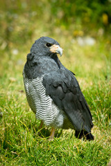falcon close up standing in the grass