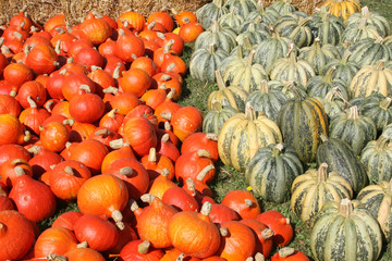 Hokkaidos und Muskatkürbisse