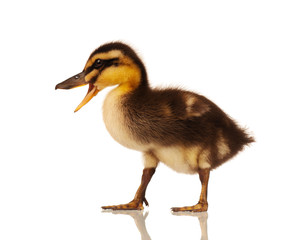 Domestic duckling