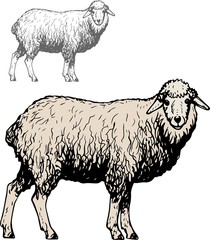 Naklejka premium Two domestic sheep