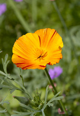 Bright orange poppy flower