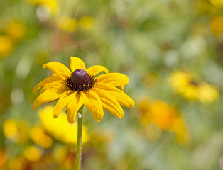 Black eyed susan flower