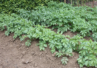 Some Rows of Potato Plants in a Vegetable Garden.