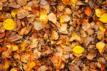 autumn leaves background