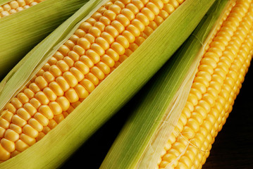 corn cob