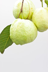 Guava
