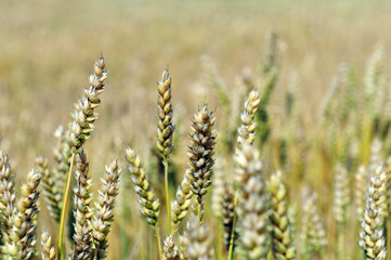 wheat  field