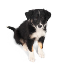 Border Collie trocolor puppy, 7 weeks old, isolated on the white