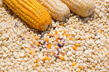 Yellow corn grain