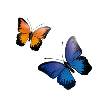 Shiny Blue And Orange Butterfly