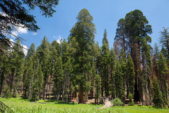 Sequoia National Park in USA