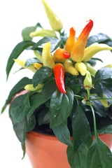 Hot peppers ( Capsicum annum )  in a pot