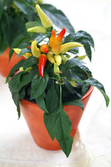 Hot peppers ( Capsicum annum )  in a pot