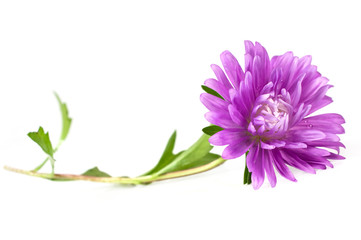 single purple aster