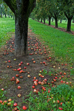 Streuobstwiese, h.