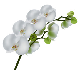 Naklejka na ściany i meble pojedyncze białe orchidee oddział