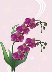 purple orchids on light pink background