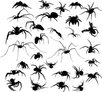 huge collection of black spider silhouettes