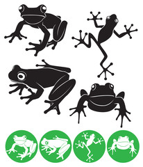 Fototapeta premium żaba