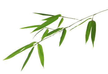 green bamboo branch on white