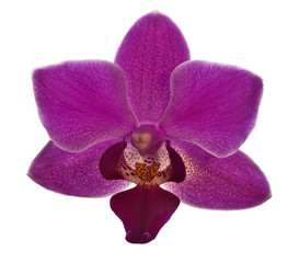 small dark pink isolated orchid flower