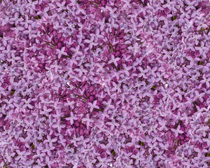Fototapeta premium light lilac flowers background
