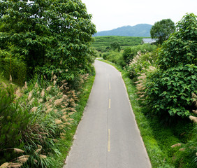 turns to the mountains