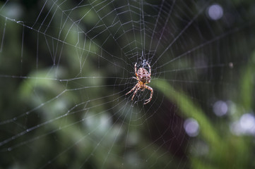 Spiral orb web with spider
