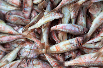 Fresh fish on ice on the market