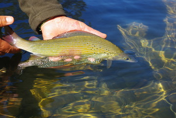 Remise a l'eau d'un ombre commun © sedget