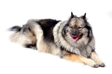 Obraz premium schlafender Hund