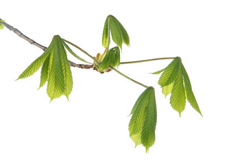 Young branch of horse chestnut tree
