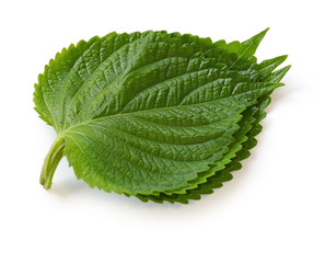 perilla leaves, egoma